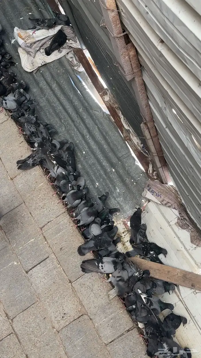 للبيع حمام دح قوي شرط الصحة ونشاط العدد تقريبا 300 جوز 0