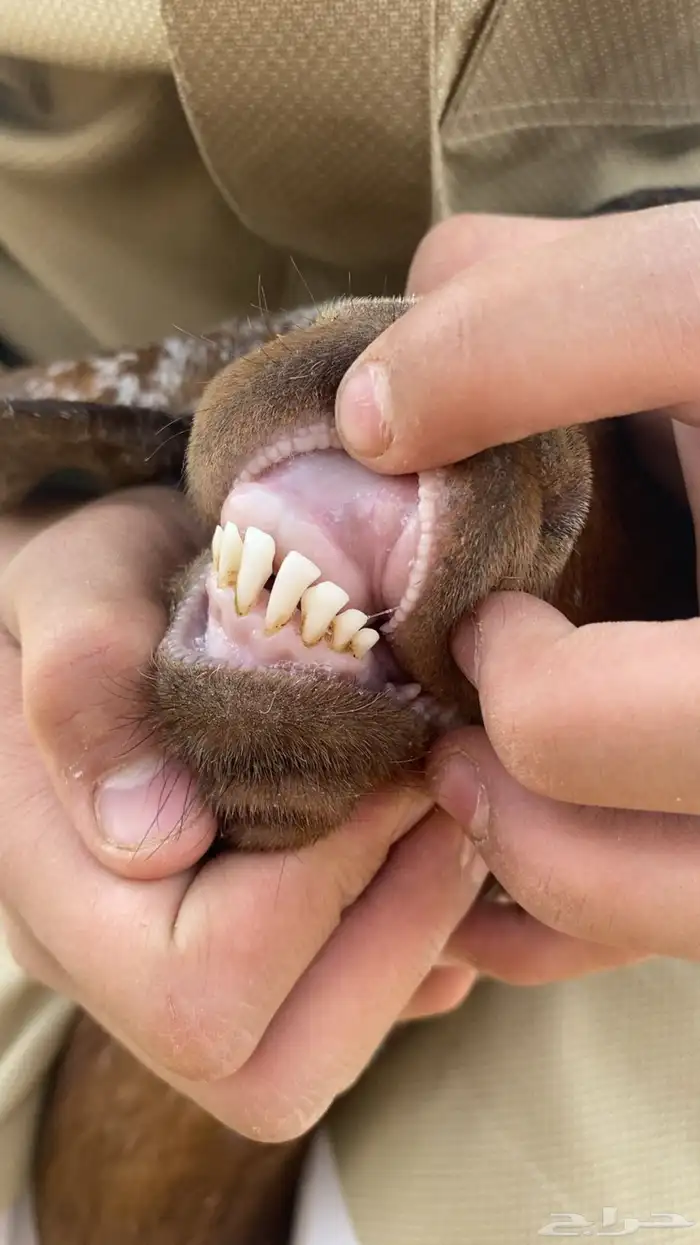 معزا جنوبيه مراح واحد 7