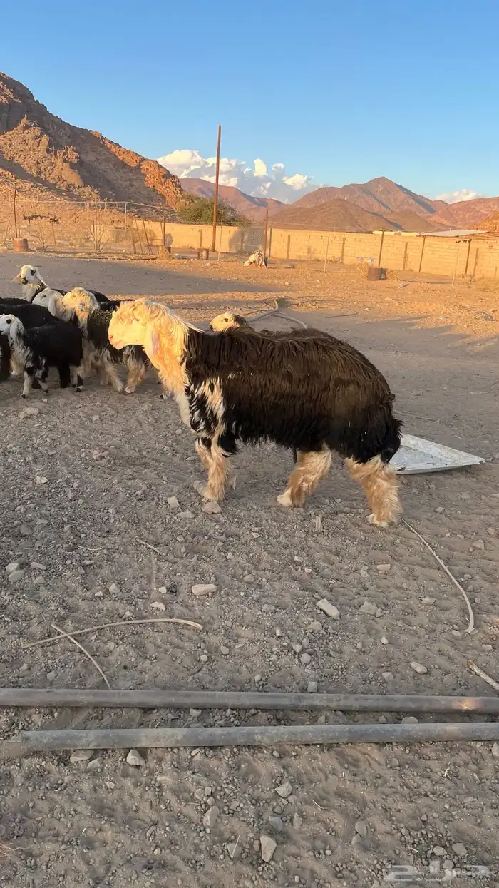 خروف نجدي صنف 3