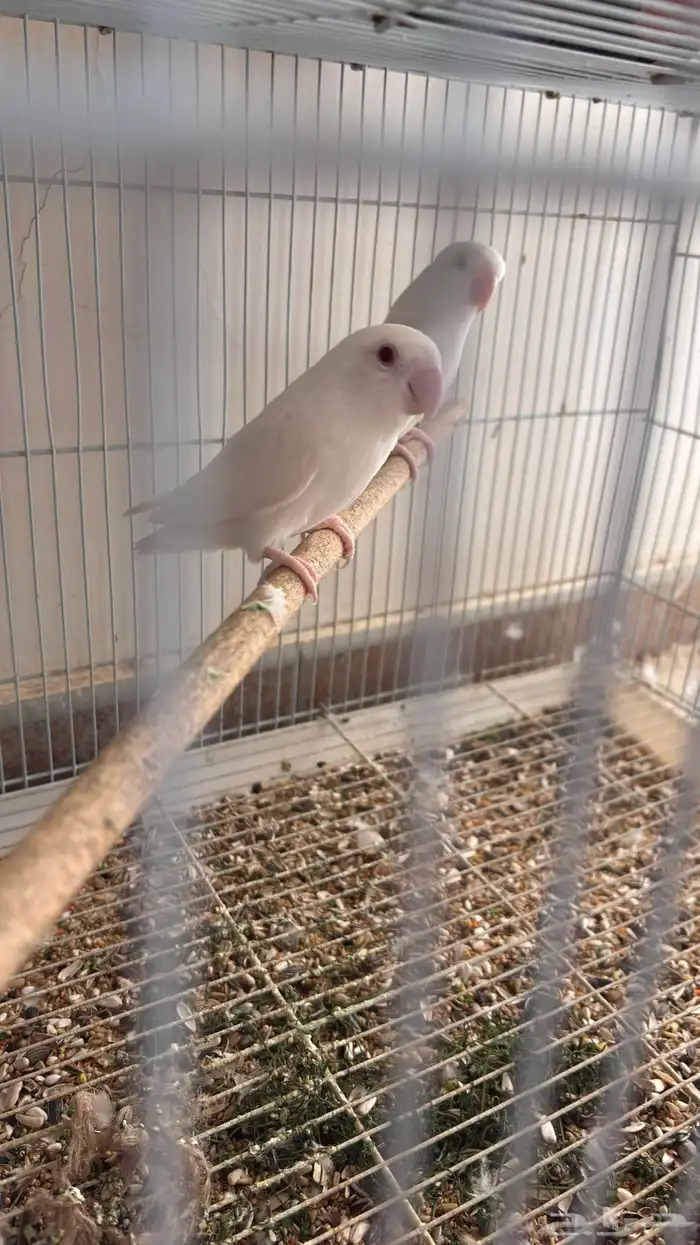 جوز روز البينو عيون حمر جامبو 1