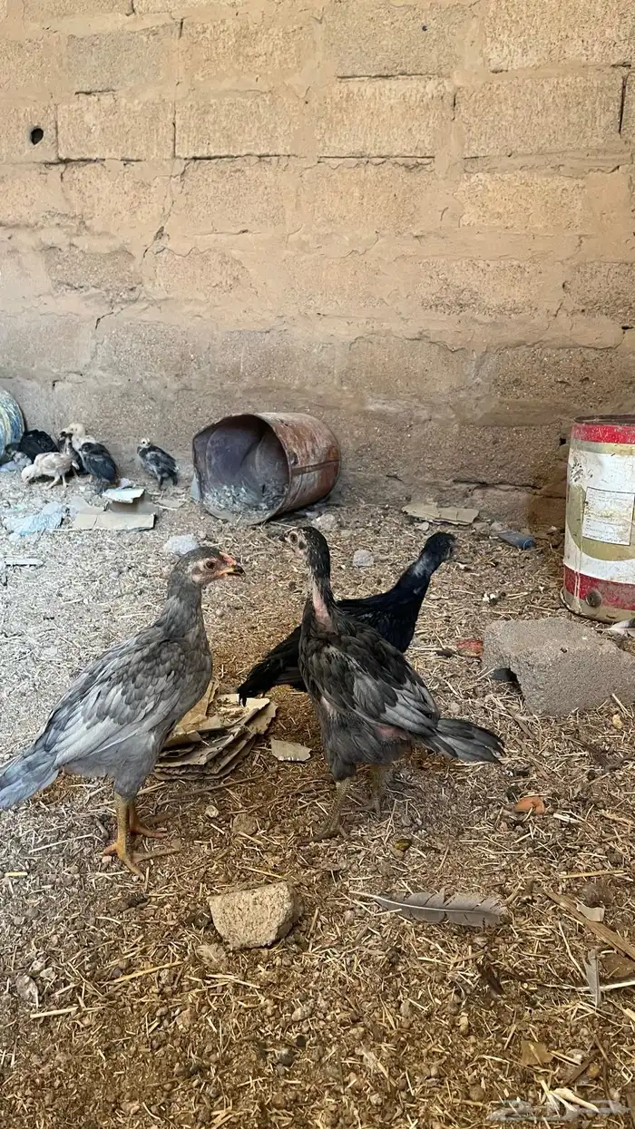 فروخ دجاج باكستاني العدد 10 2