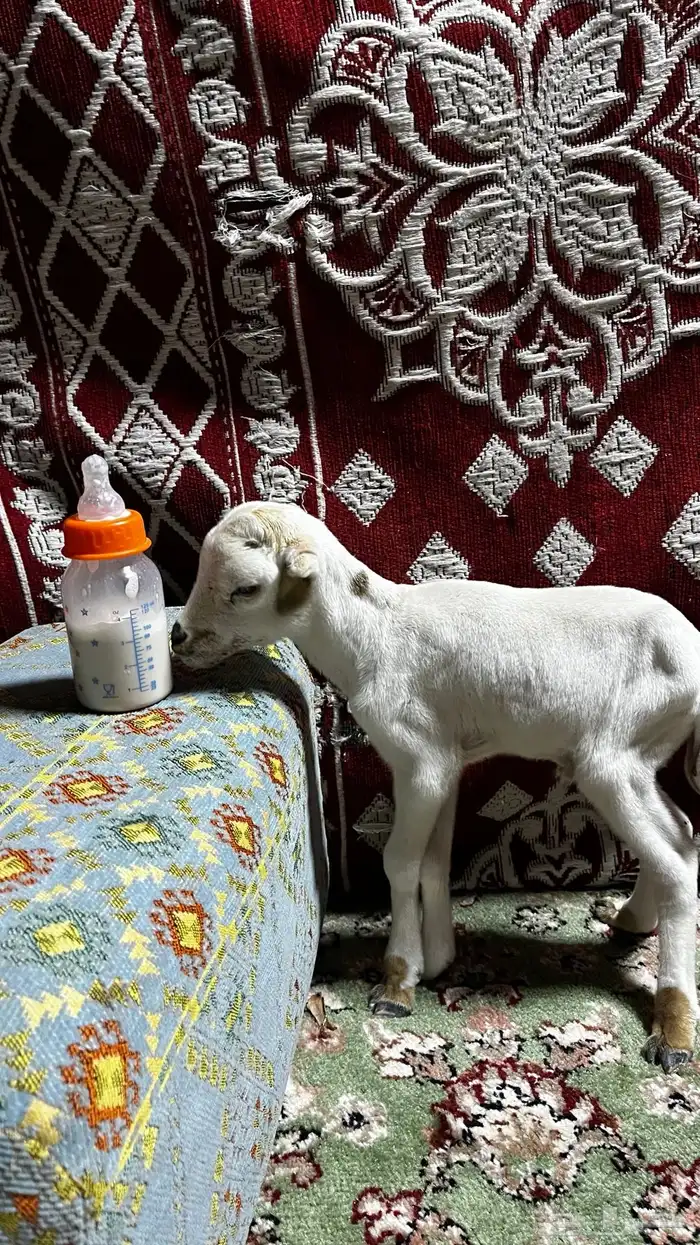 طلي رفيدي عمره يومين منزلي 0