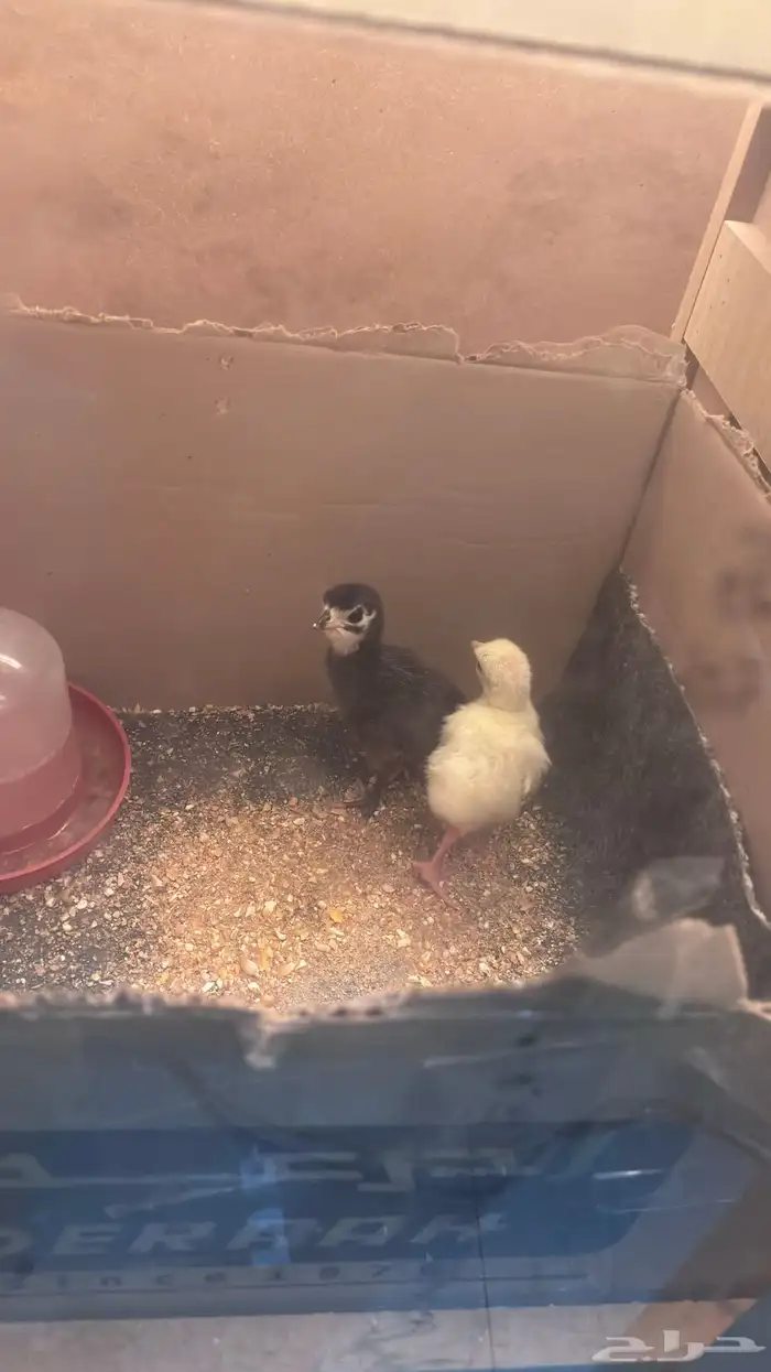 صيصان رومي للبيع 0