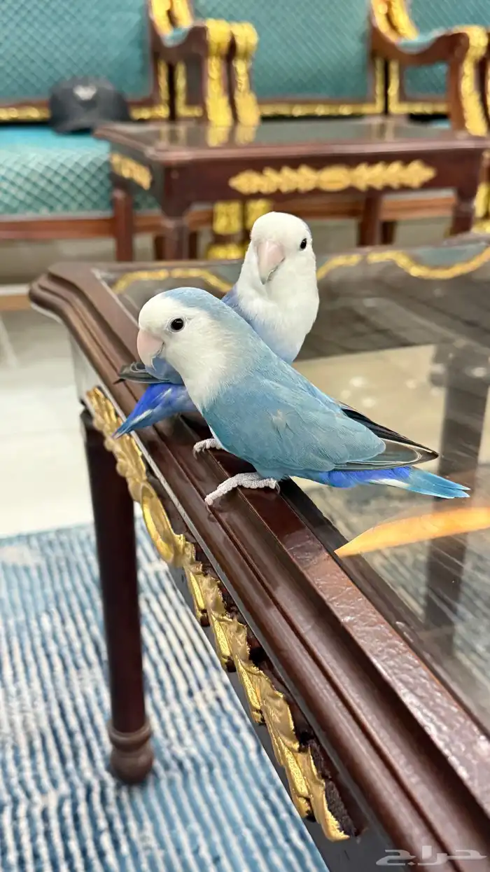 زوج روز منتج والليف 0