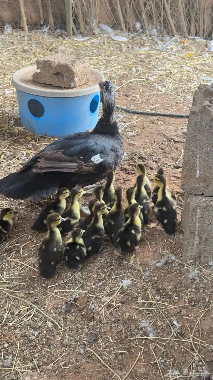 للبيع بط مصري مع فروخه 7