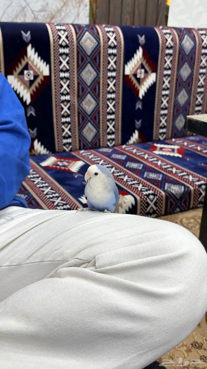 زوج روز منتج والليف 7