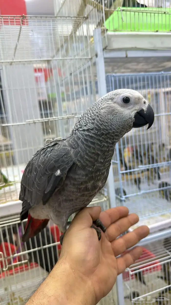 قريبا  توفر فروخ كوكاتو قالا و فرخ كاسكو و فروخ صن كنيور 2