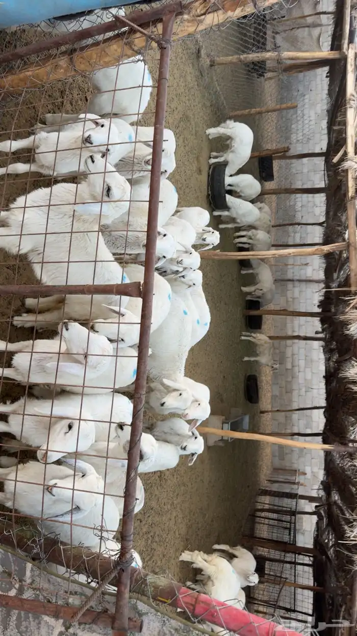 بهم تربيه نظيف 0