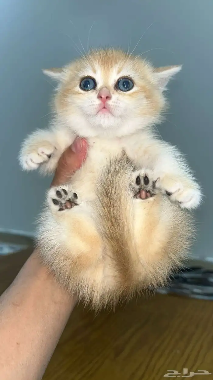 متاح للتزواج. اسكتوش استريت مستوا فخم 1