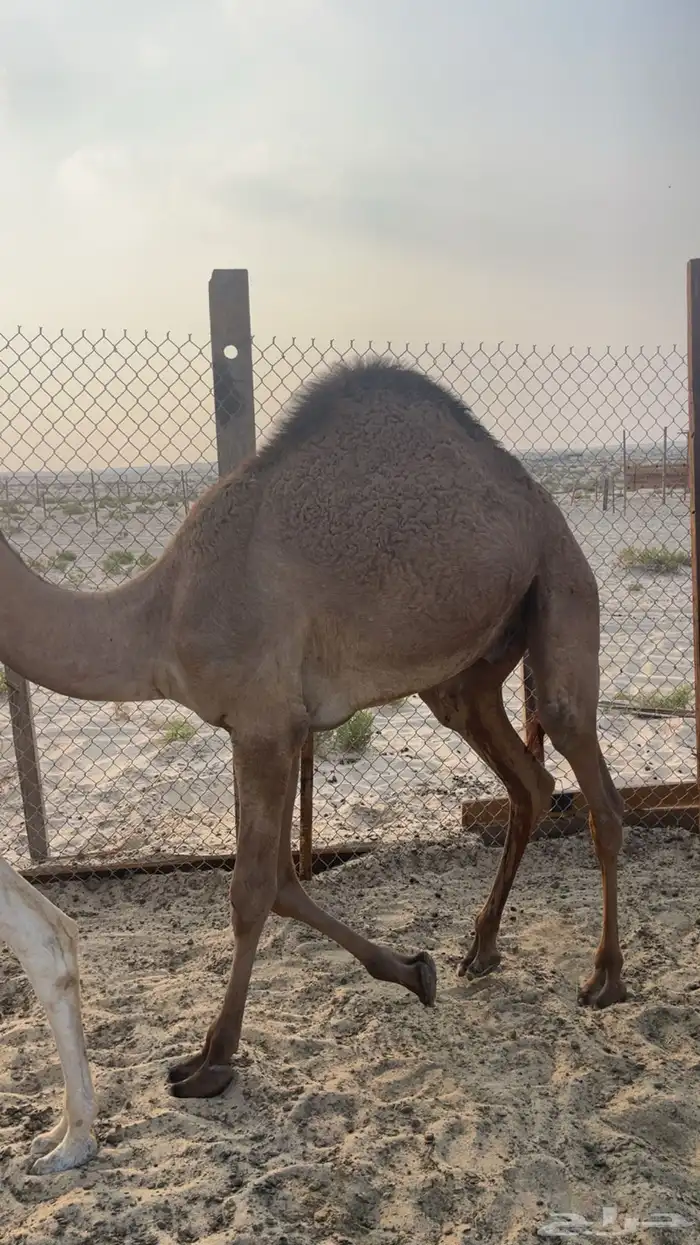 قعود حليب وبرسيم وشعير 2