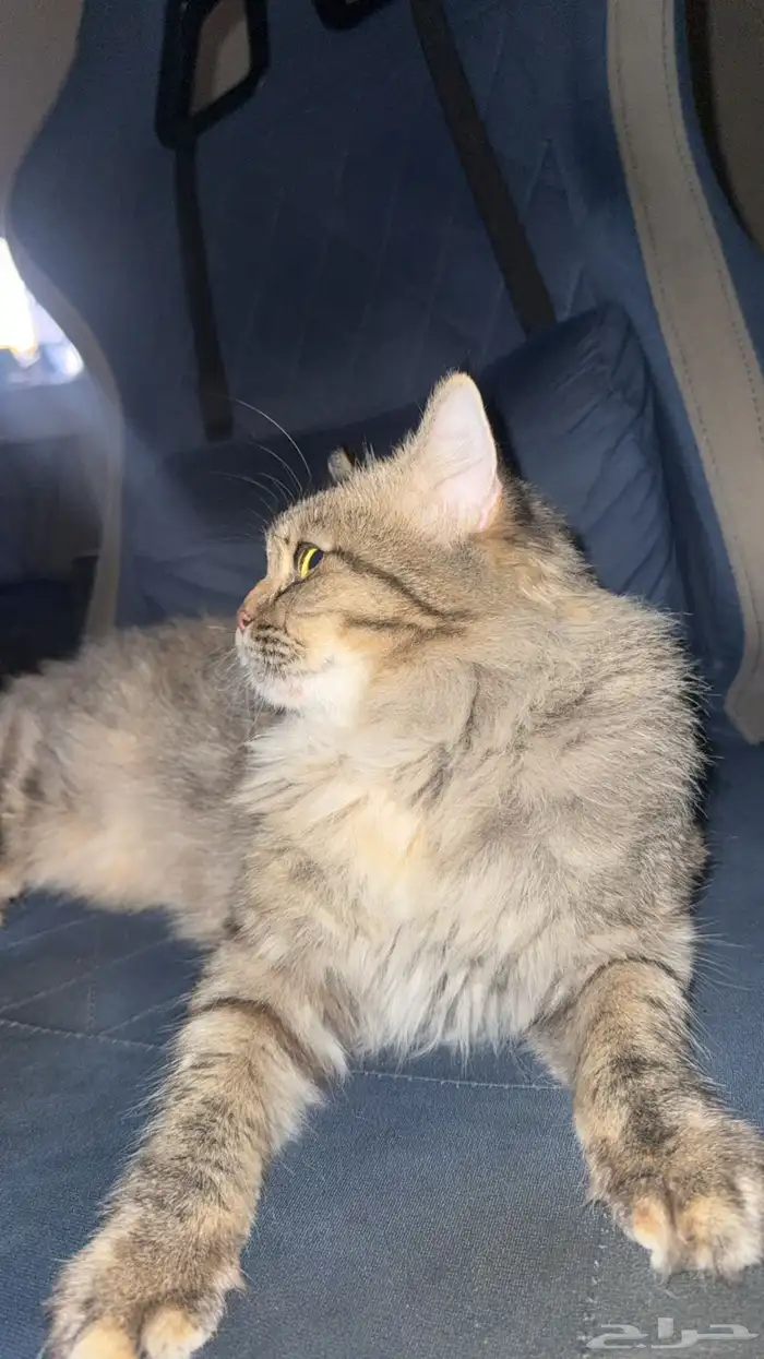 قطه قط بسه لتبني 4