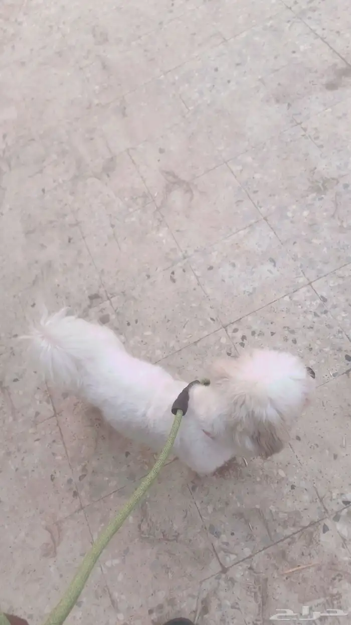 كلب مالتيز 3