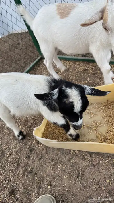 ماعز قزم index