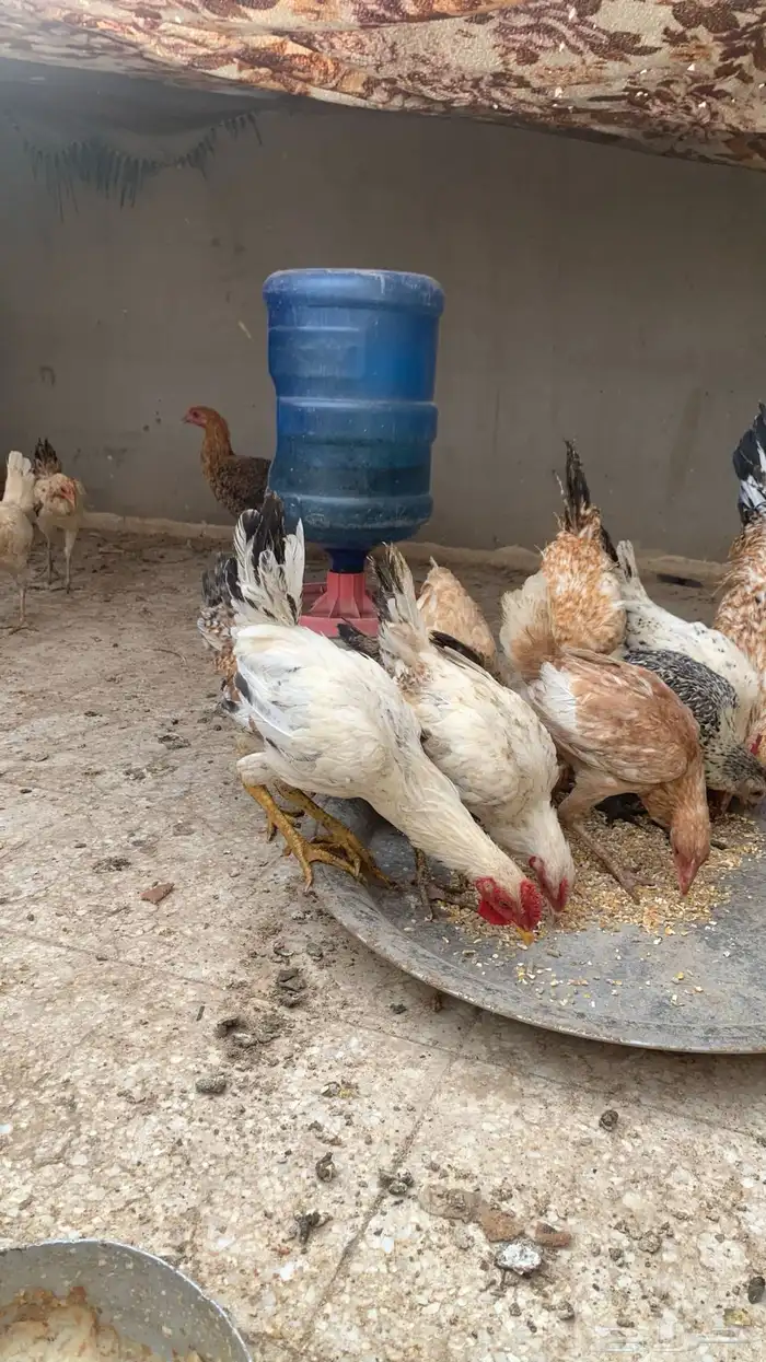 دجاج بلدي و فيومي عمر من أربعه إلى خمسه اشهر 1