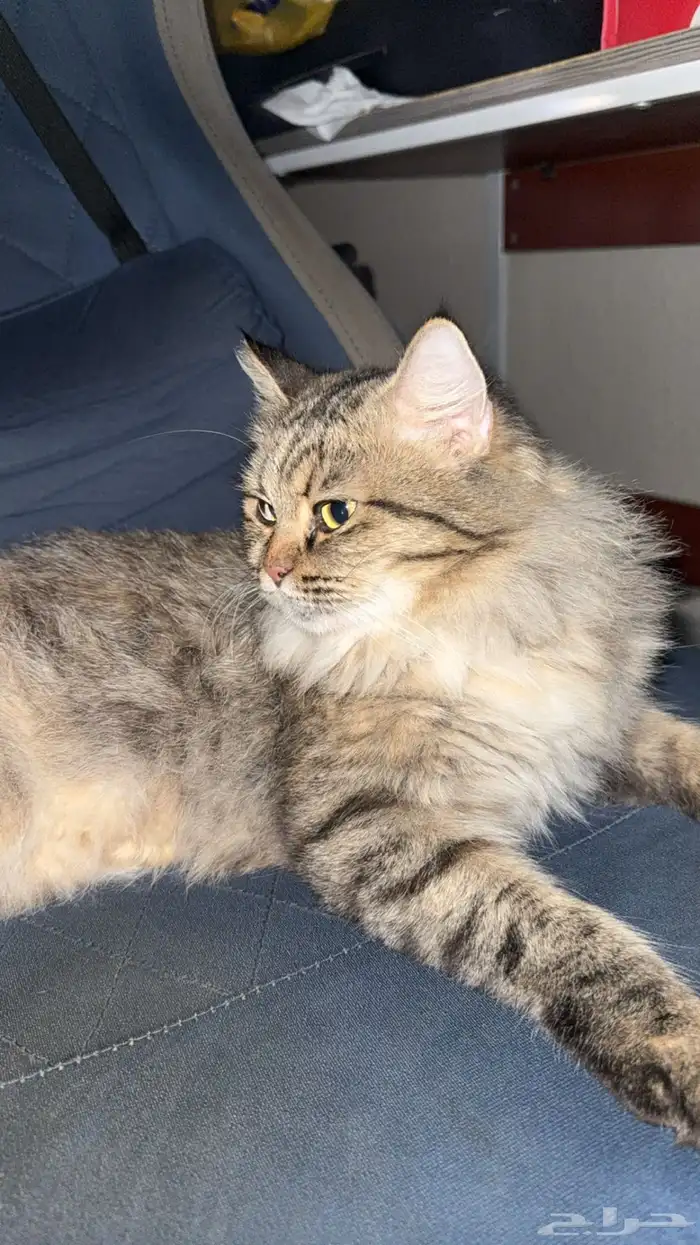 قطه قط بسه لتبني 1