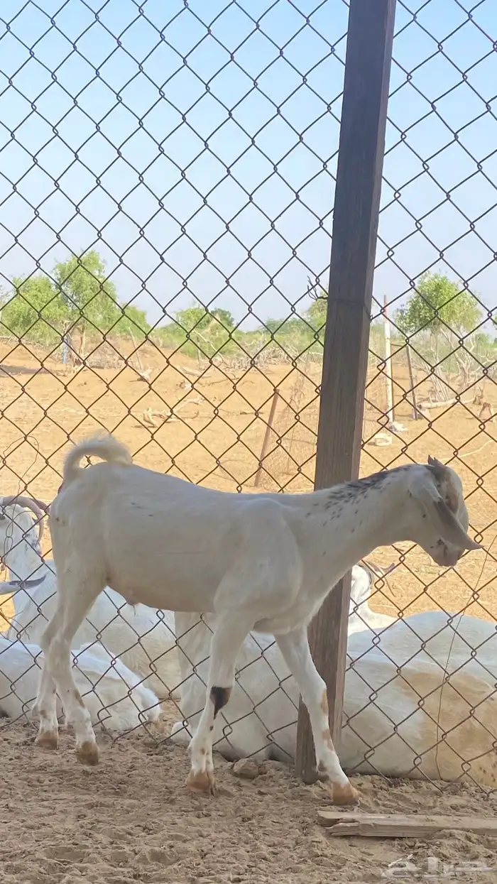 اثنين تيوس مشاريع 2