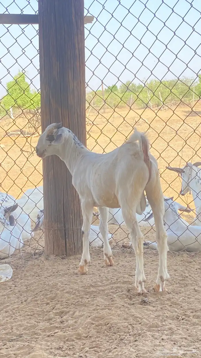 اثنين تيوس مشاريع 0