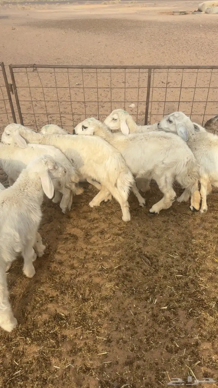 رخال حريات 3