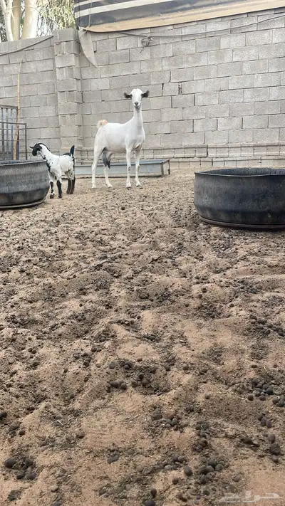 بيشيات فواخر index