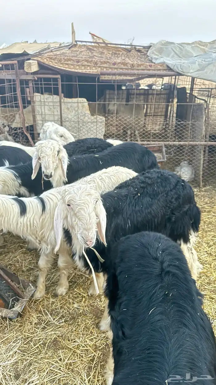 ظليان خرفان نجد 3