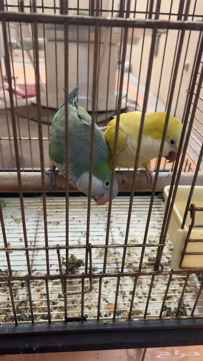 ببغاء كويكر للبيع 0