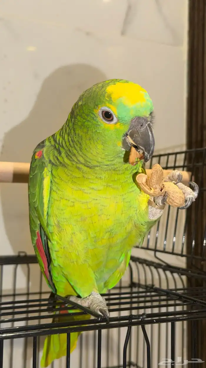 ببغاء امازوني بلوفرنتد جاكو 0