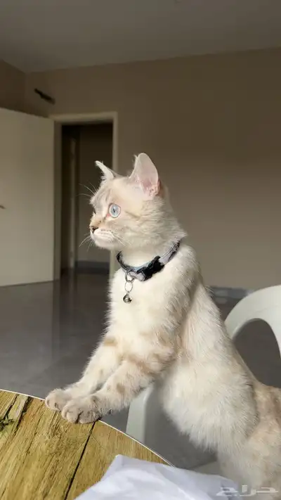 للبيع قطة انثى هملايا index