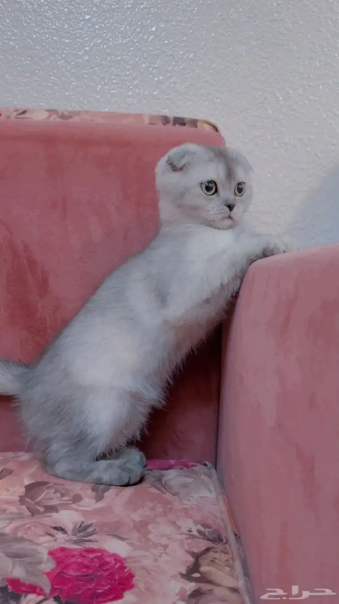 قطه سكوتش للبيع 2