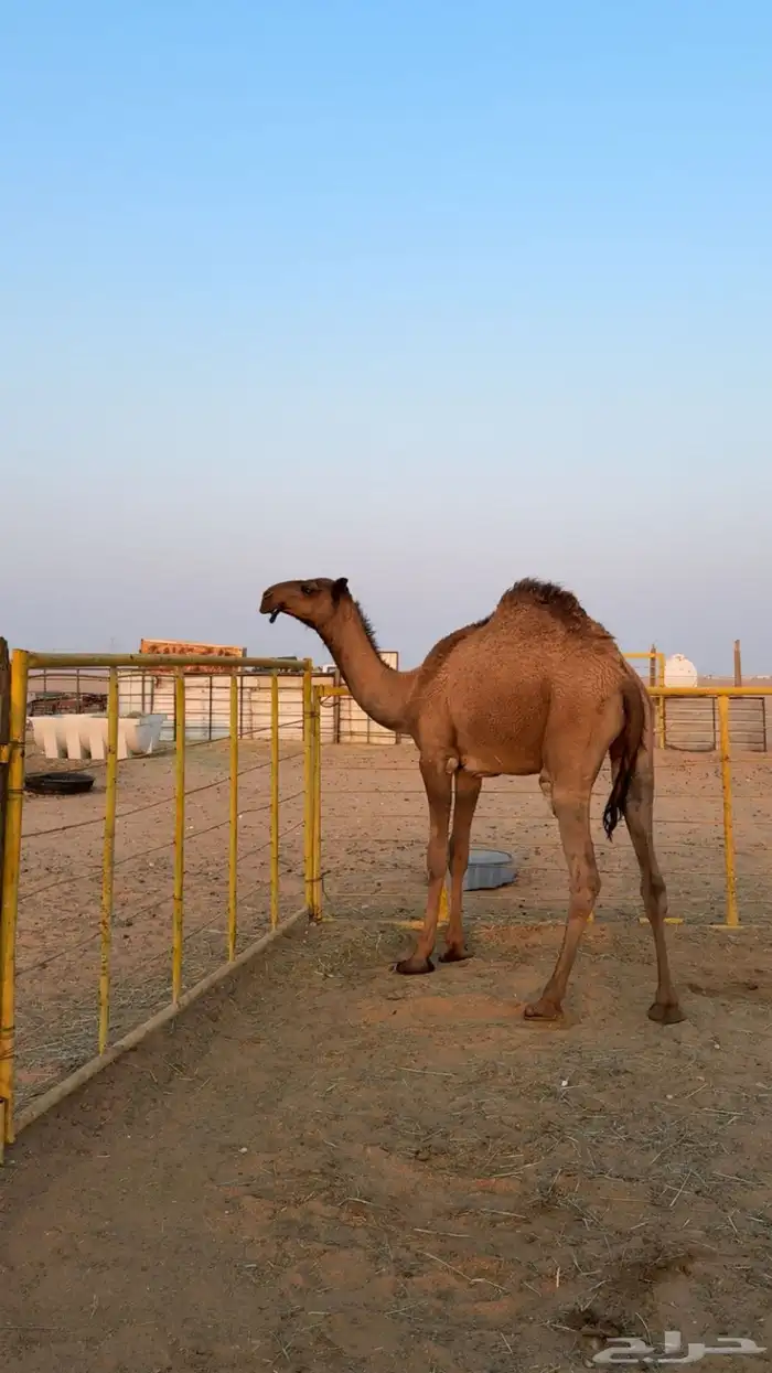 قعود دبياني كفو 0