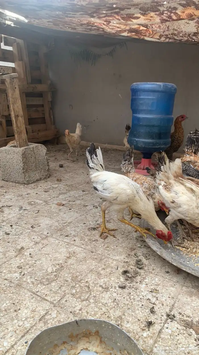 دجاج بلدي و فيومي عمر من أربعه إلى خمسه اشهر 0
