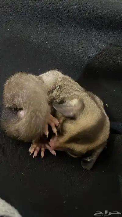 سنجاب طائر شوقر قلايدر index