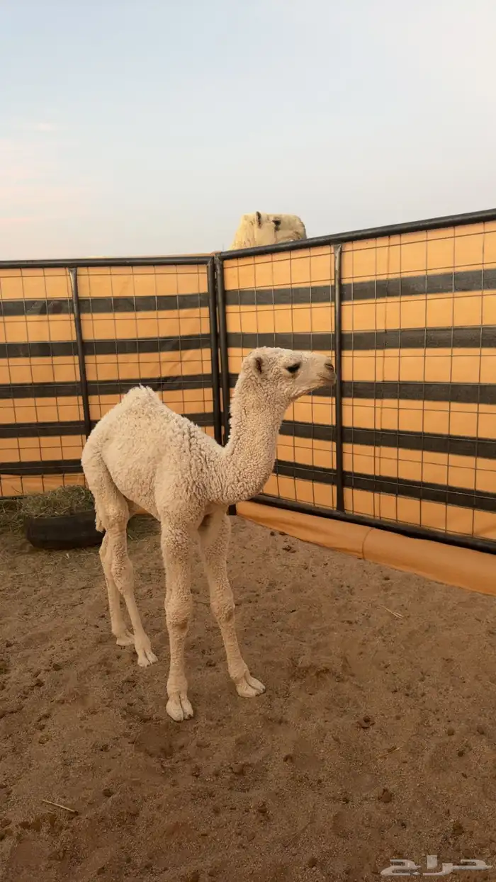 ثنو وضحا تحتها حوار كفو 2