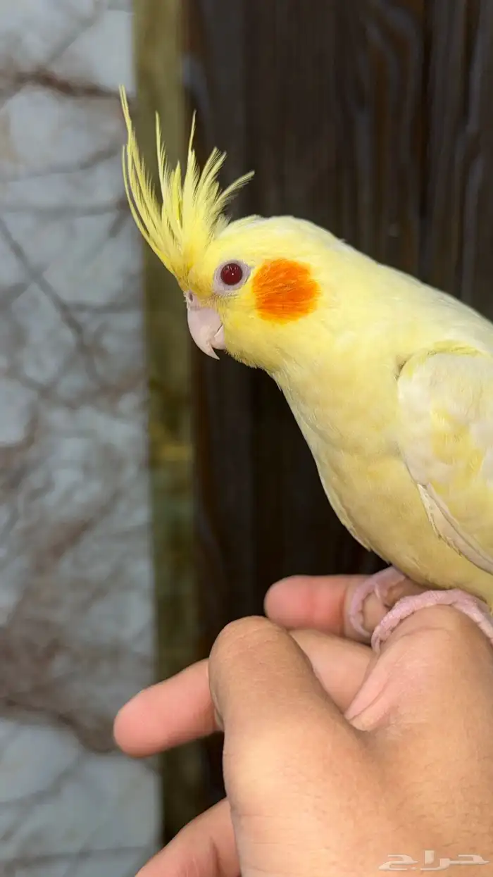 انثى كروان لاتينو عيون حمر اليفه 3