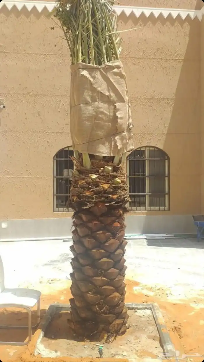 نخيل عربي فسائل نخل نخل عربي نقايل 48
