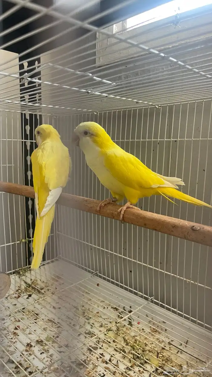 جوز كويكر لاتينو منتج 5