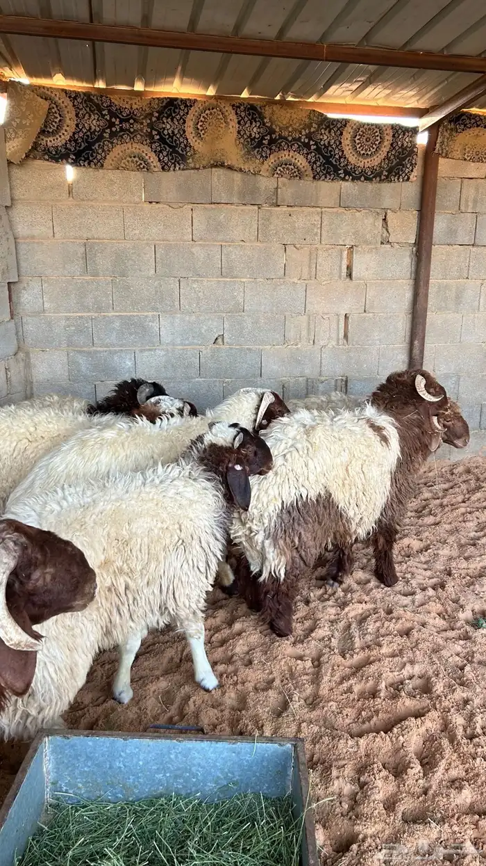 نعيم للبيع 4