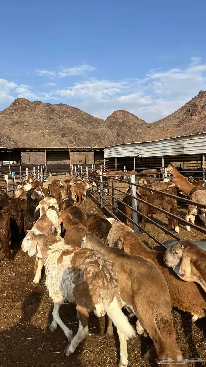 طليان سواكن جادعان حمري مرابى 13