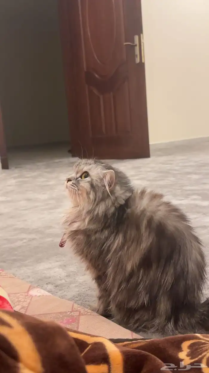 قطه للتبني 0