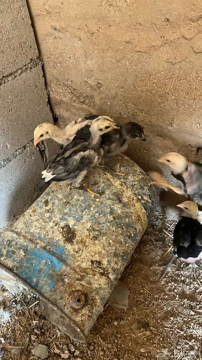 فروخ دجاج باكستاني العدد 10 0