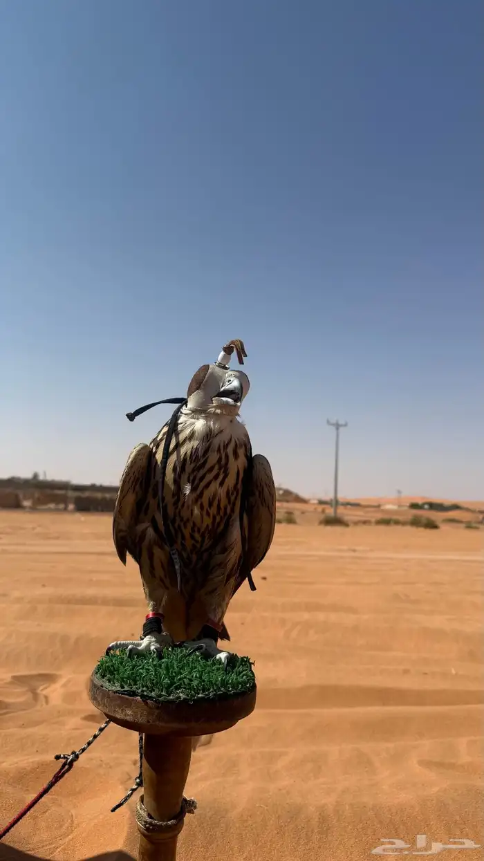 طير ضايع بالمشاهده 3