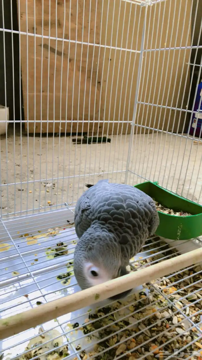 فرخ كاسيكو 6