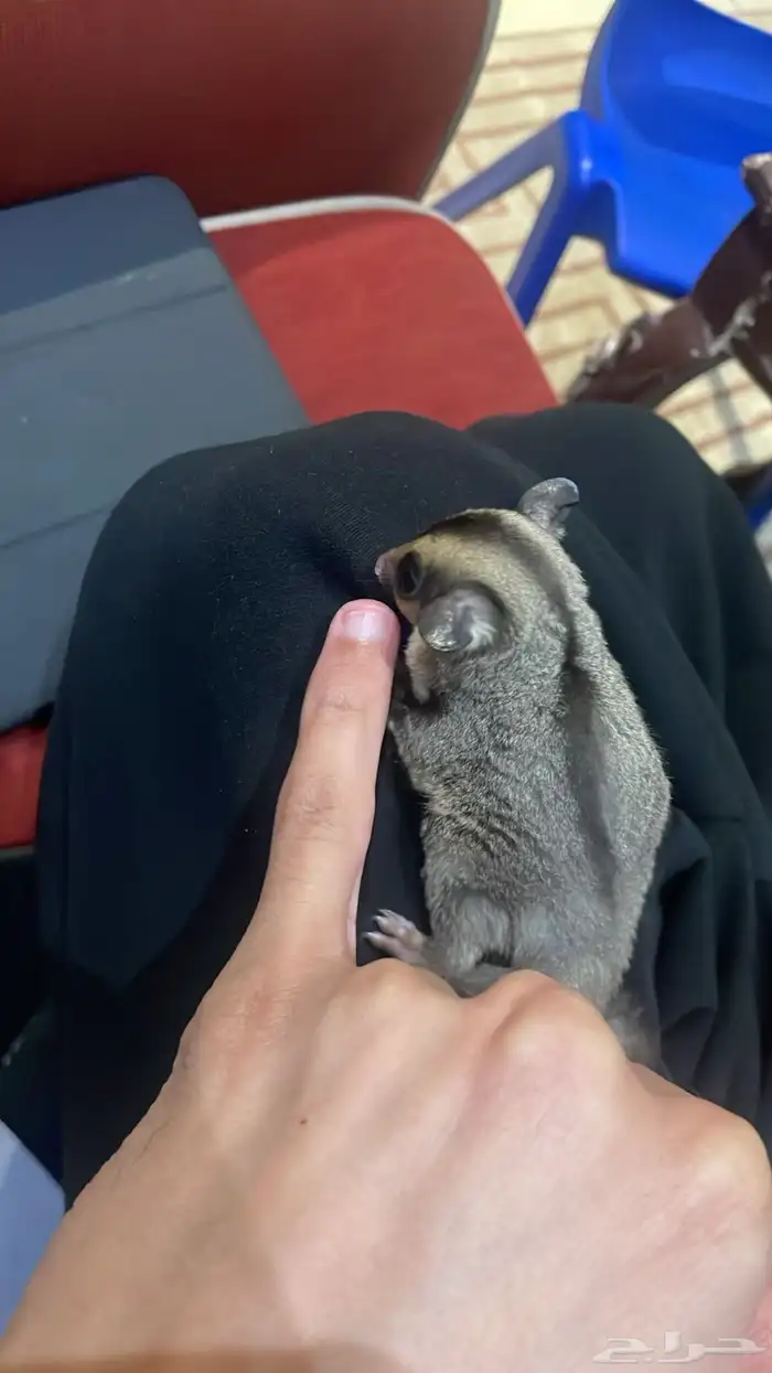 سنجاب طائر شوقر قلايدر 3