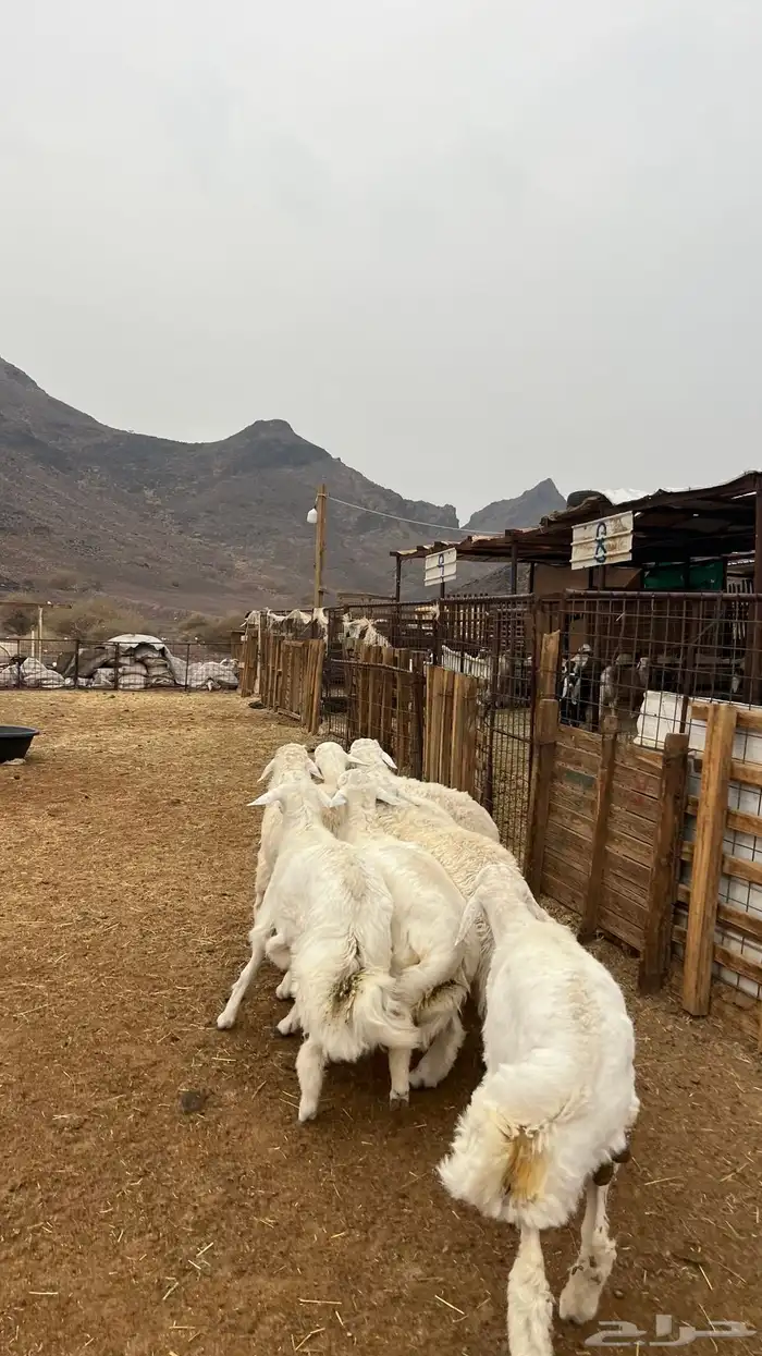 طليان حري جادعان نظاف شرط جبره 4