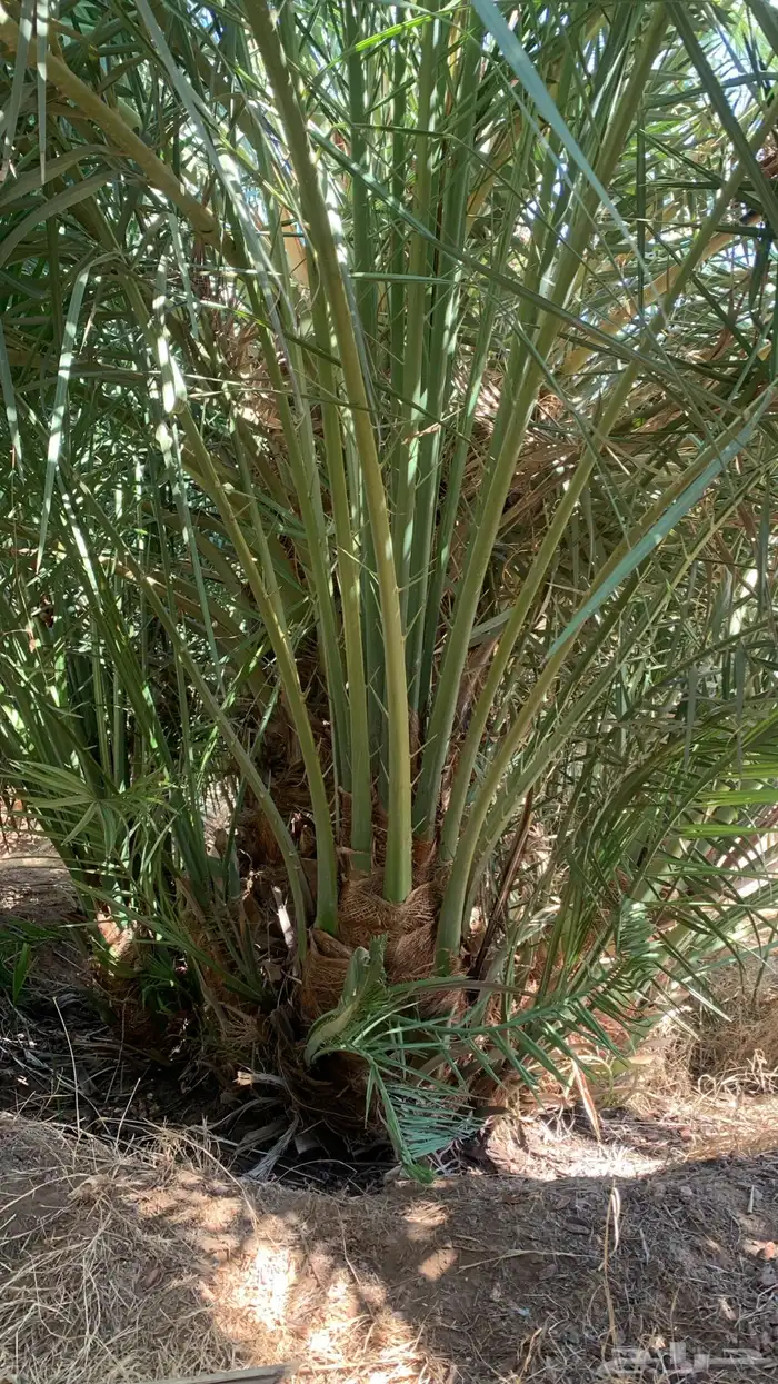 صقعي مجدول 3