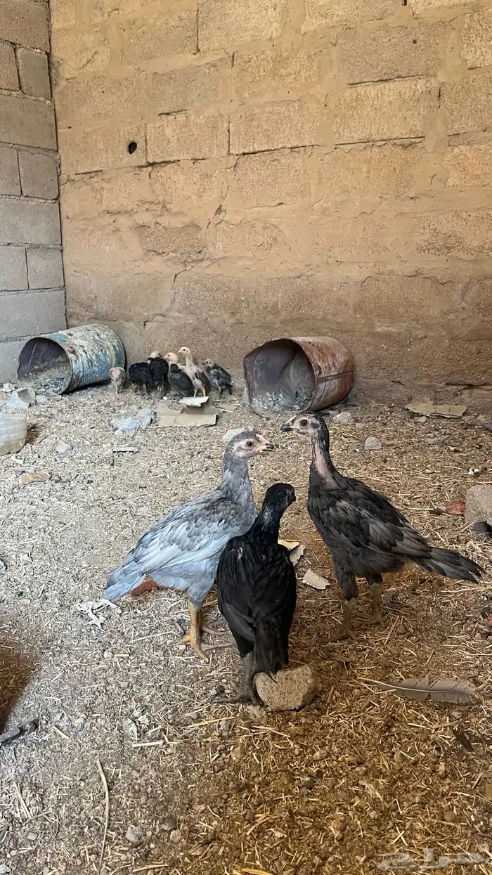 فروخ دجاج باكستاني العدد 10 4