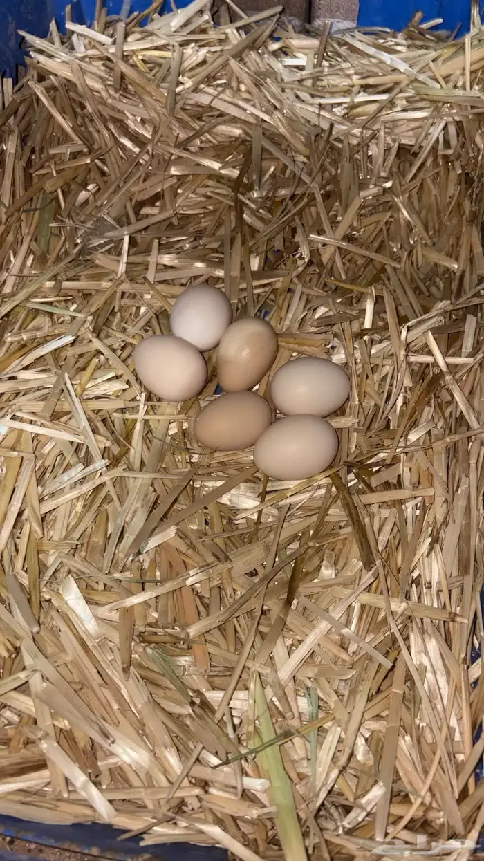 بيض مخصب براهما 1