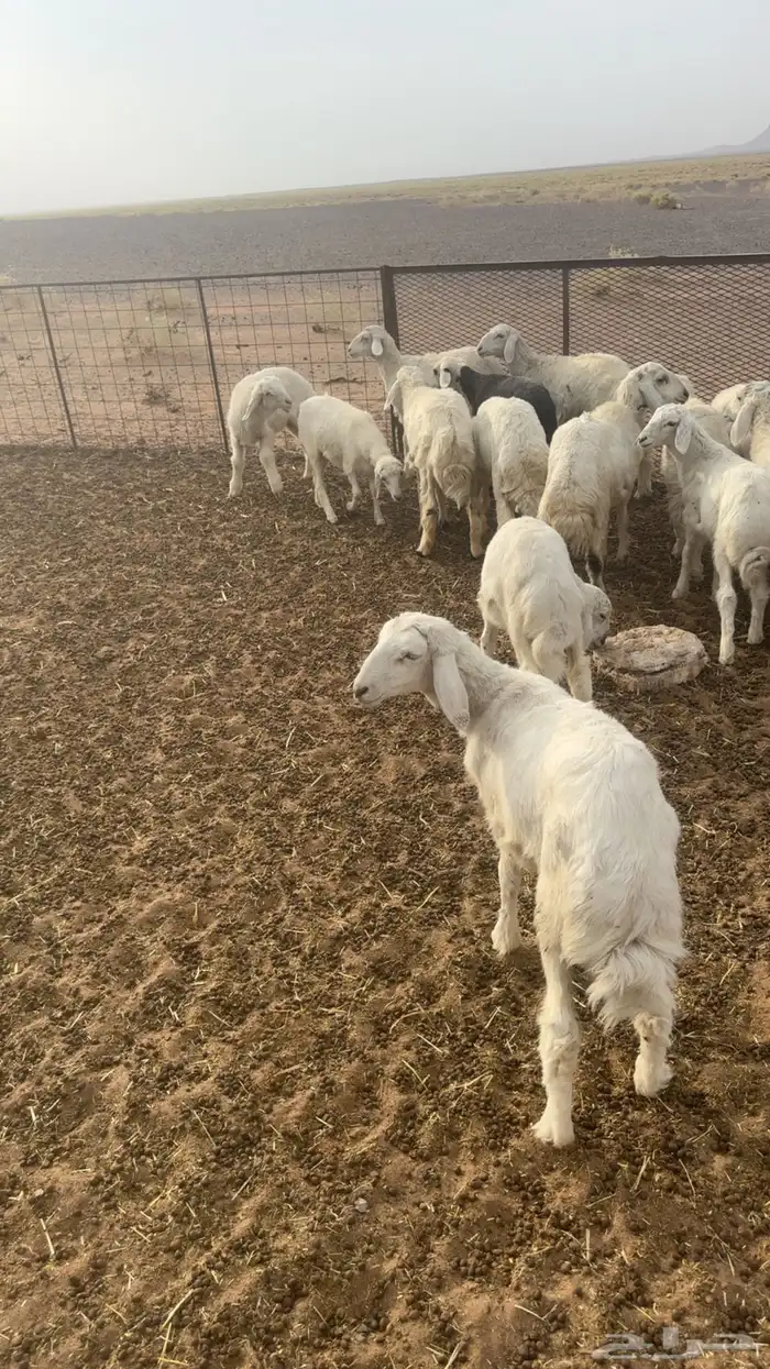 رخال حريات 1