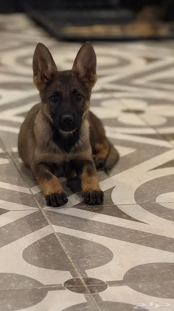 للبيع أنثى جيرمن ورك لاين 1