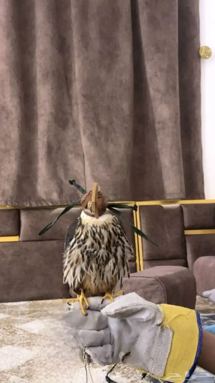 بكه هاده على الحمام وعلى الجرابيع وعلى القوقس ومريعي 0