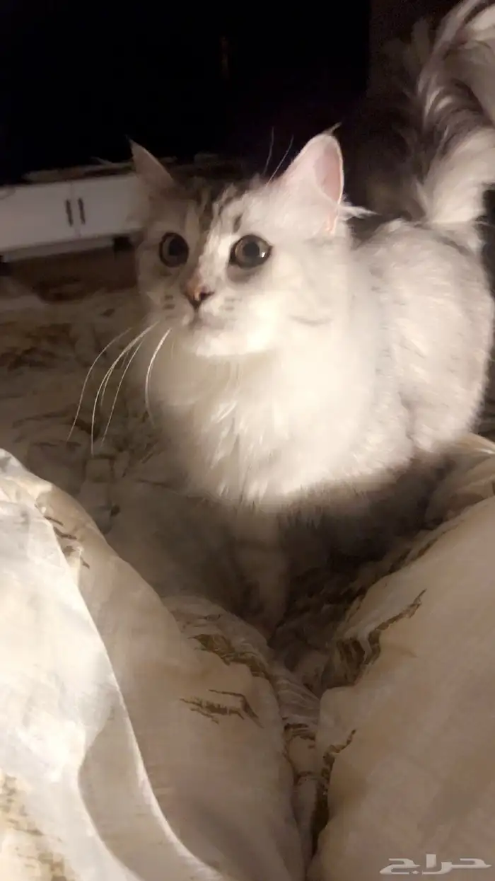 قطط تبني اعمارهم سنه ونص 8